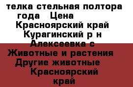 телка стельная полтора года › Цена ­ 30 000 - Красноярский край, Курагинский р-н, Алексеевка с. Животные и растения » Другие животные   . Красноярский край